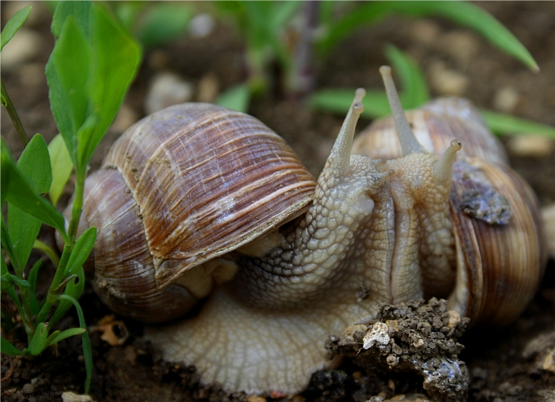 Snails making love