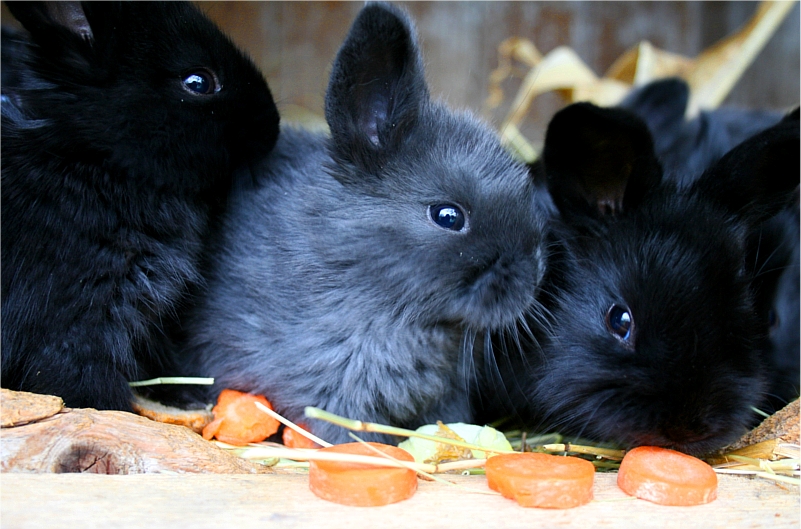 small rabbits