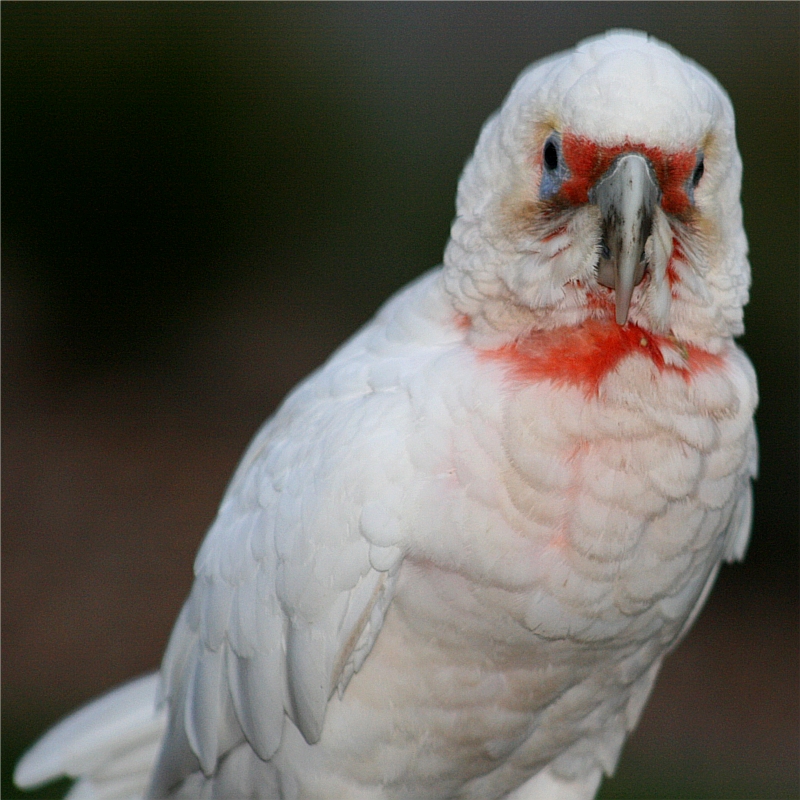 Cockatoo in Centennial-Park Sydney