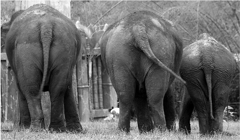 Australian Zoo - Elephants
