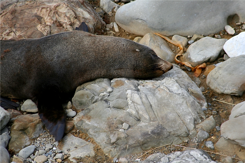 Sleeping seal