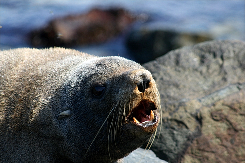 Seal near Dunedin