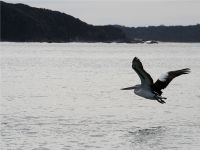 flying pelican