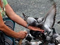 feeding pigeons